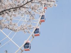 -顾村公园