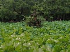 -四川大学(华西校区)