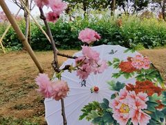 -天适樱花悠乐园