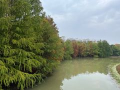 -上海海湾国家森林公园