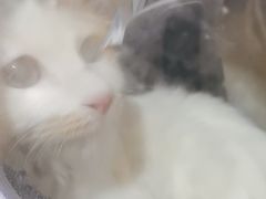 -米苏动物医院·犬猫专科·骨科外科内窥镜