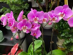 -怡花宜木鲜花店(朝阳路店)
