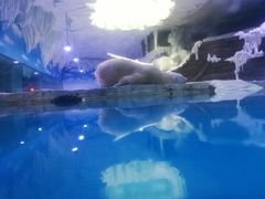 -芜湖新华联大白鲸海洋公园