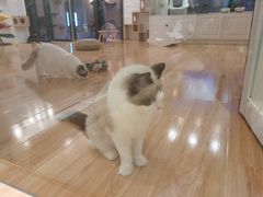 -momokira米努特·德文卷毛猫·棉花面纱犬