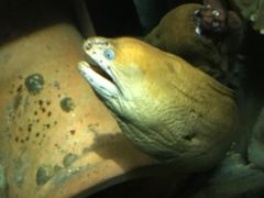 -悉尼海洋生物水族馆