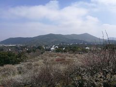 -香雪海