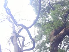 -绮园景区