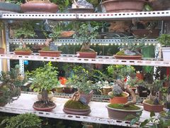 -万商花鸟市场