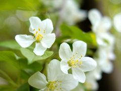 -郑州中国绿化博览园