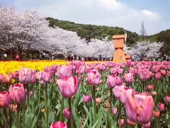 -苏州上方山国家森林公园