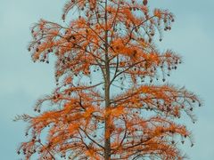 -白鹭湾湿地公园