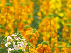 -中国天府农业博览园