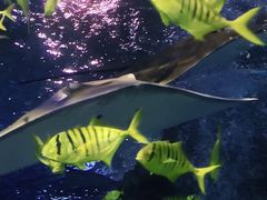 -太平洋海底世界