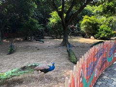 -广州长隆飞鸟乐园