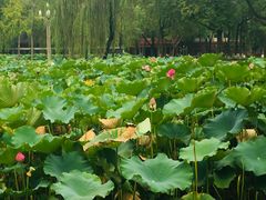 -四川大学(望江校区)