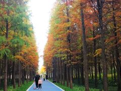 -昆山城市生态森林公园