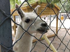 -长白岛森林公园