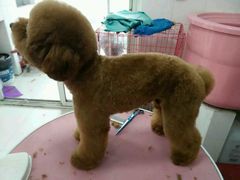 android_upload_pic-唐小姐の猫狗洗护·购宠旗舰店(周浦万达店)