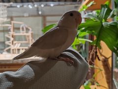 -吉丁鸟咖·异宠·寄养