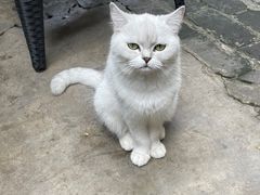 -喵屿·大理花园猫咖