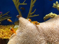 -上海海洋水族馆
