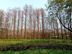 -顺峰山公园