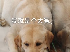 -共舞时光猫咖·狗咖(新街口店)