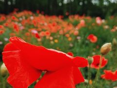 -上海共青森林公园