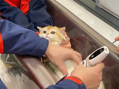 -伟伟宠物医院·CT影像中心·瑞派犬猫综合性门诊(汉口总院)