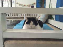 -Anne猫窝咖啡屋