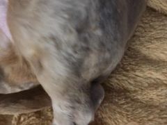 -伟伟宠物医院·CT影像中心·瑞派犬猫综合性门诊(汉口总院)