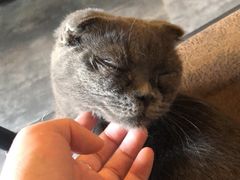 -猫先生桌游