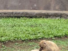 -合肥野生动物园