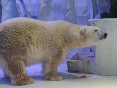 -芜湖新华联大白鲸海洋公园