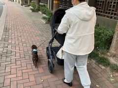 -小蝌蚪·寻·月嫂(普陀总部)
