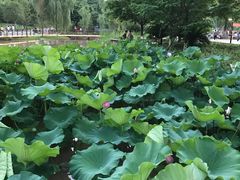 -沐仙湖湿地公园