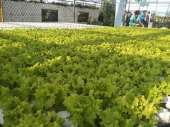 -上海都市菜园
