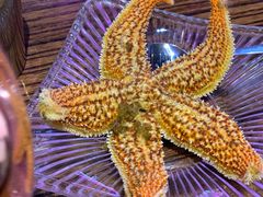 海星-蚝堡海鲜·威海菜·海肠捞饭·烧烤·亚洲吃蚝公司(幸福门店)