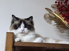 -瑞派·关忠动物医院·猫专科·犬专科(三环新城店)