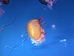 -太平洋海底世界