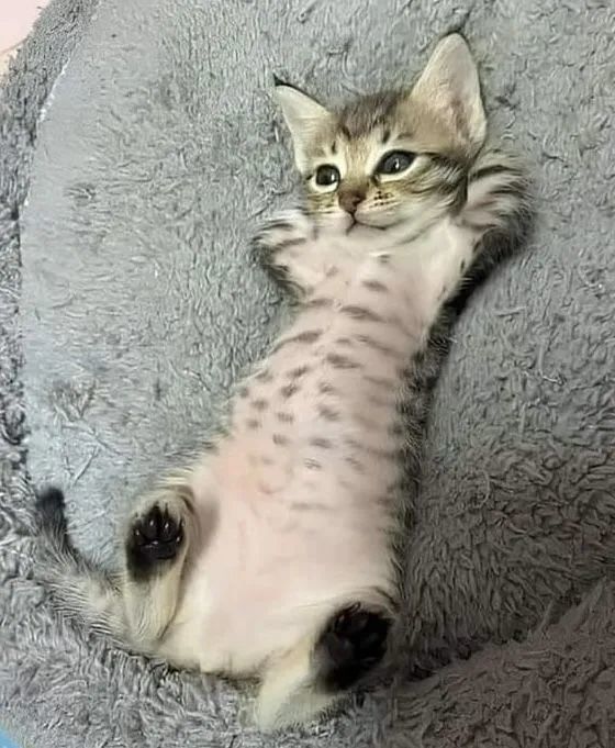 这些奶猫已经成精了