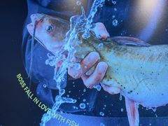 -老板恋上鱼(高新万达店)