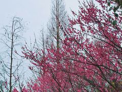 -八大山人梅湖景区