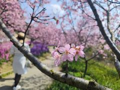 -天适樱花悠乐园