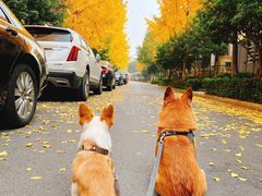 -爱侣宠医·鹦鹉专科·小型哺乳类·异宠专科(灵石路店)