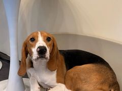 -有喵·猫咖·狗咖·40+猫狗有小奶狗(岗厦店)