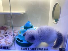 -小猫来了·猫咪专售(红山六九七九店)