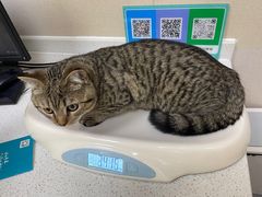 -安安宠医·臻爱宠物医院·宠保定点(营门口路分院)