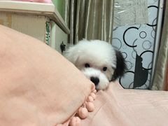 -悠尼宠物·独立低压伊珊娜洗护·美容·寄养(兰谷路店)