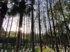 -南京古林公园